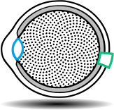 Logo blue green 2021